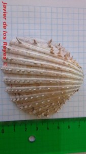 Acanthocardia aculeata