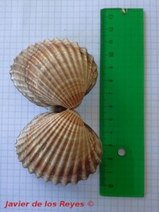 Acanthocordia tuberculata Salobreña 9jul2015