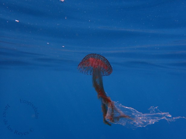 Pelagia noctiluca enredada plástico