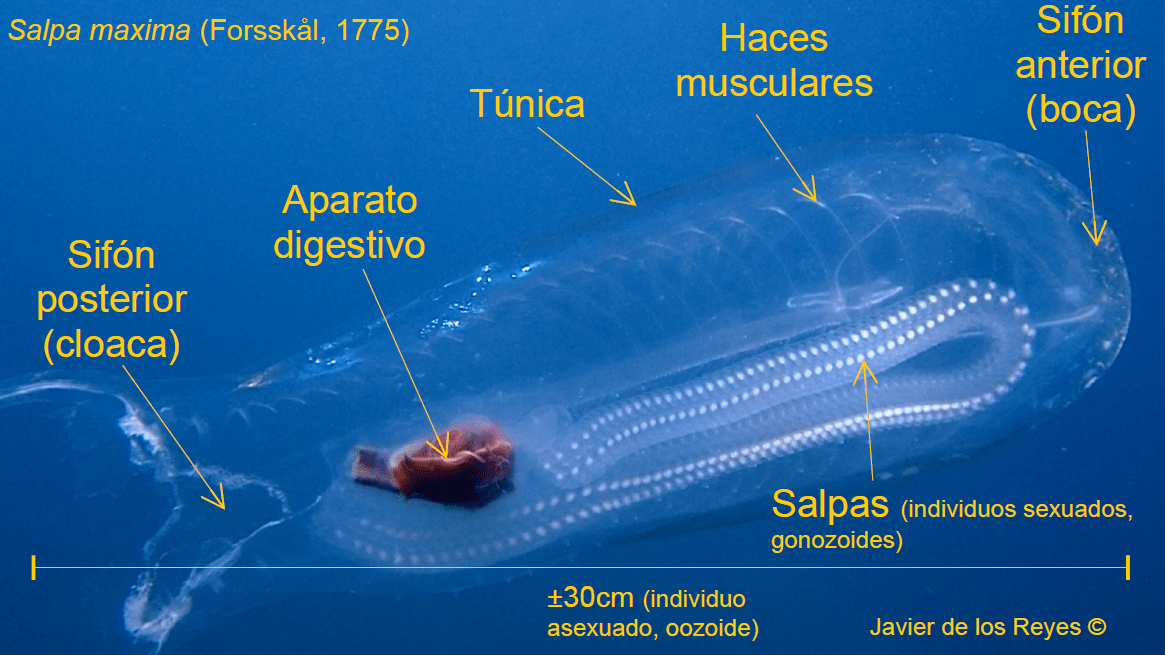 Salpa maxima, una gran&nbsp;desconocida