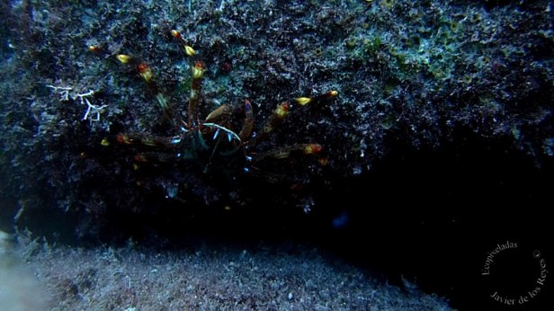 Percnon gibbesi (Milne-Edwards, 1853) Especie exótica invasora