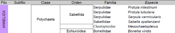 annelida