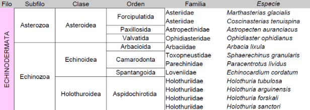 echinodermata