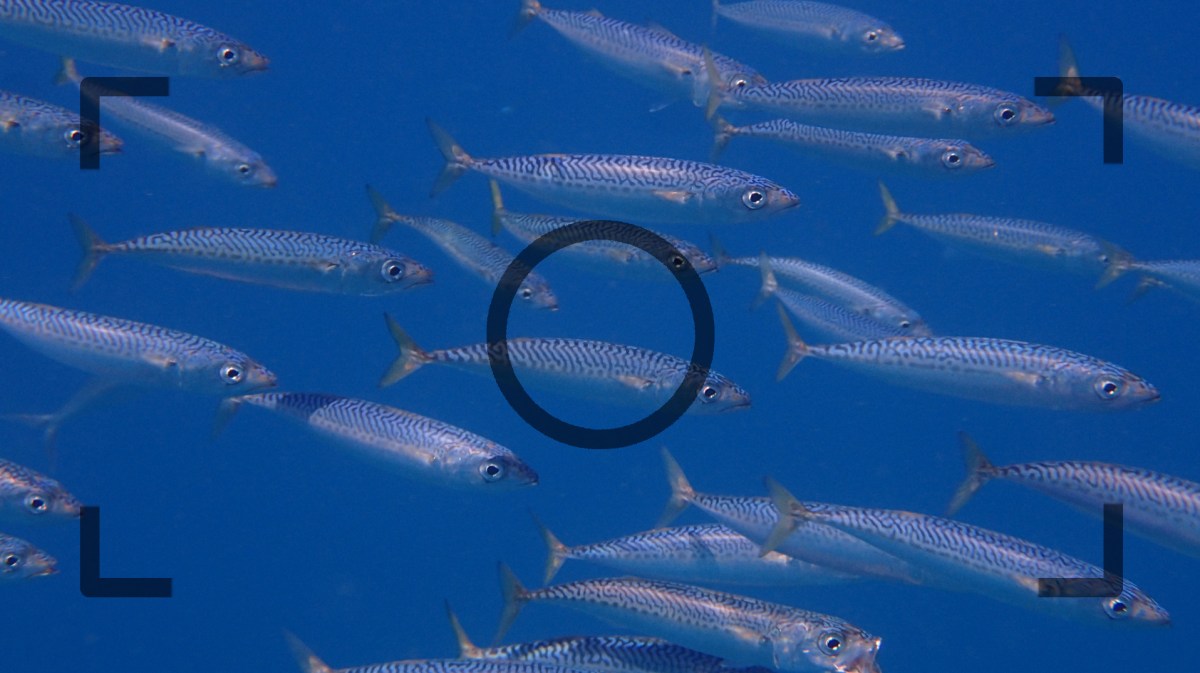 Especies identificadas costa de Granada 2016 y 2017 #Apnea #BuceoSostenible