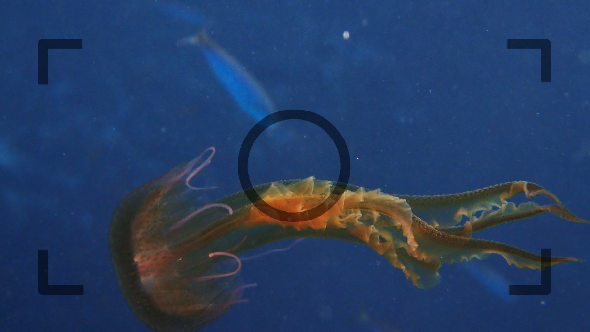 ¿Qué hacer si te metes en un banco de medusas?… a cuento de eso de los&nbsp;plásticos