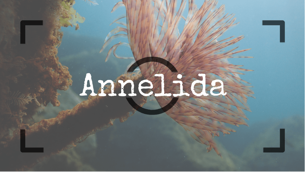 Anélidos