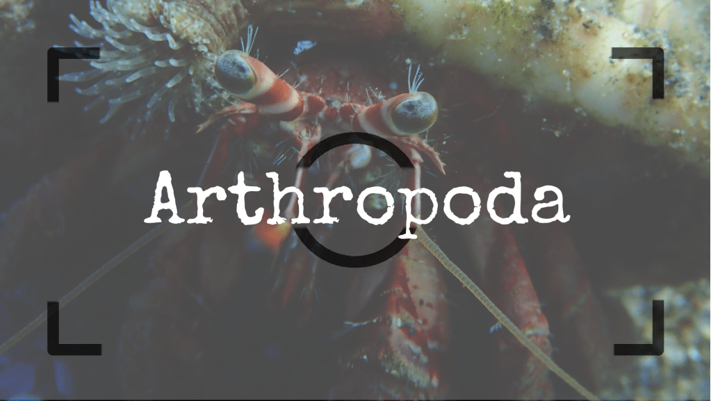 Artrópodos