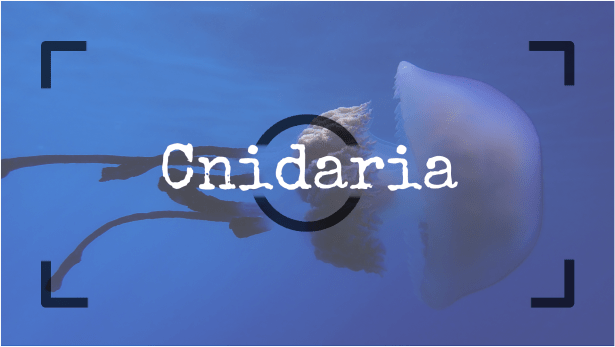 Cnidarios