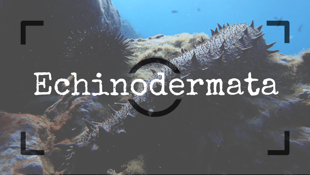 Equinodermos