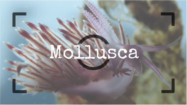Moluscos