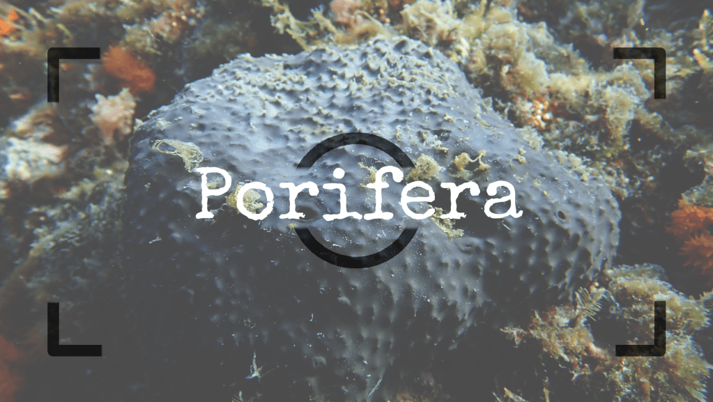 Poríferos