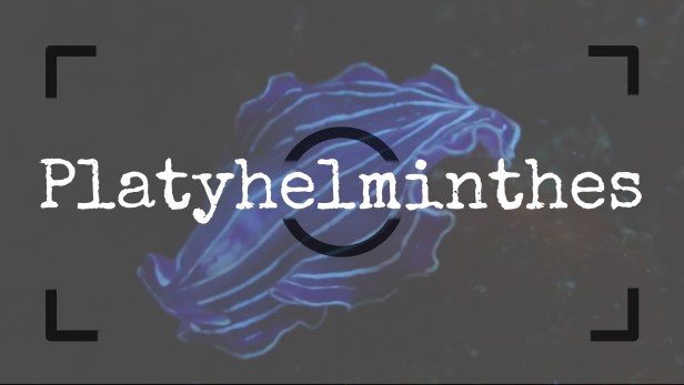 Platelmintos