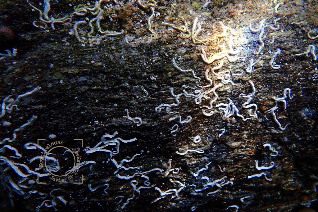 Annelida – Ecopixeladas