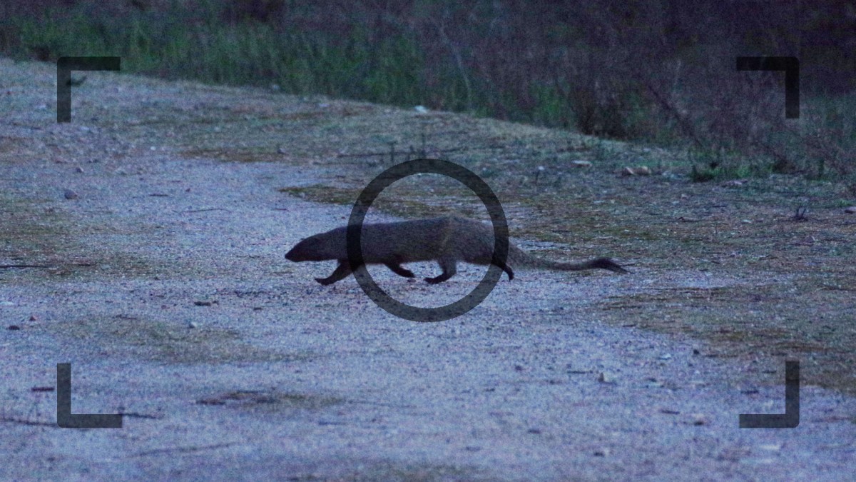 Encuentro con un meloncillo en&nbsp;Seseña