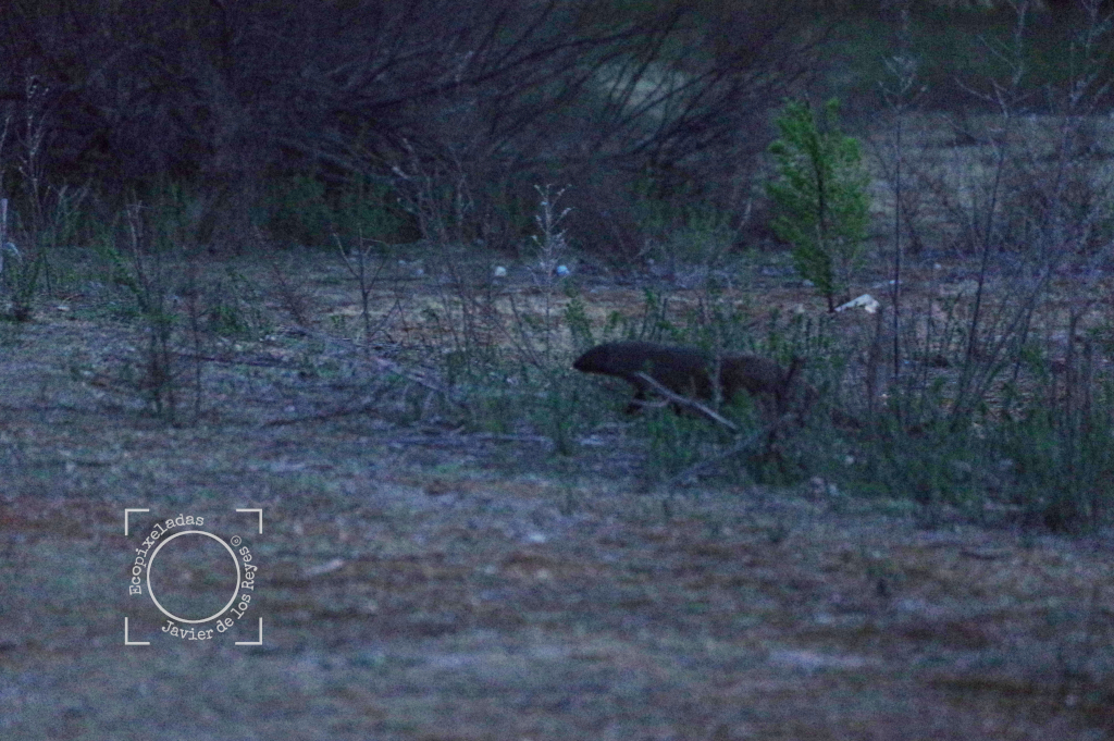 Meloncillo, mangosta_Herpestes ichneumon