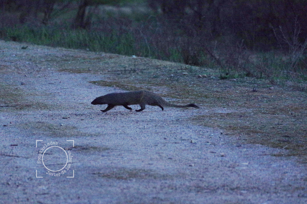 Meloncillo, mangosta_Herpestes ichneumon