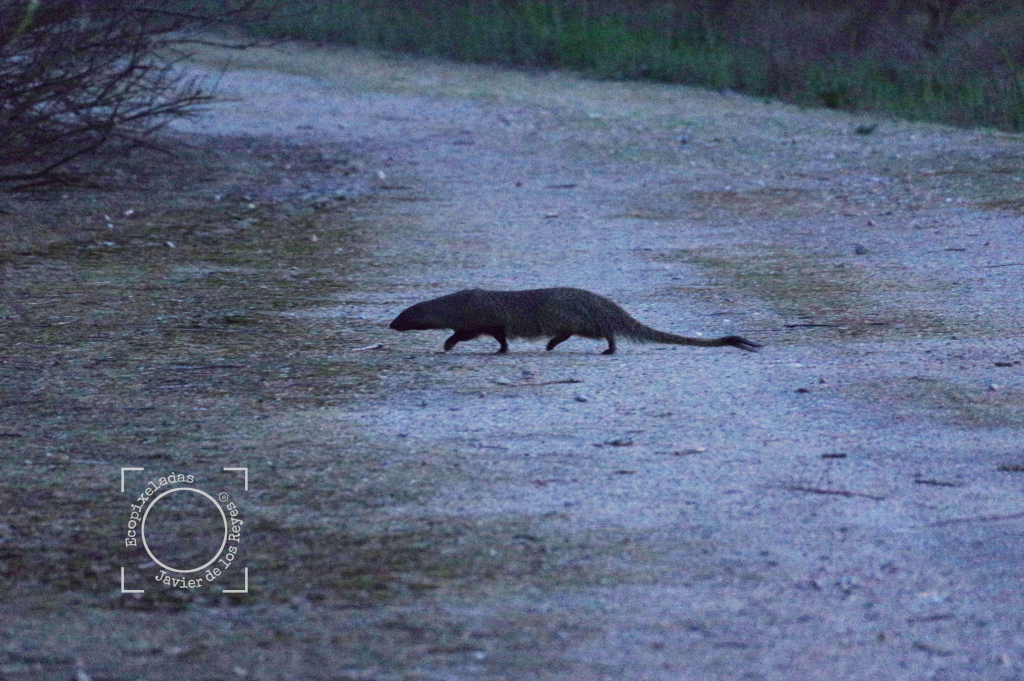 Meloncillo, mangosta_Herpestes ichneumon