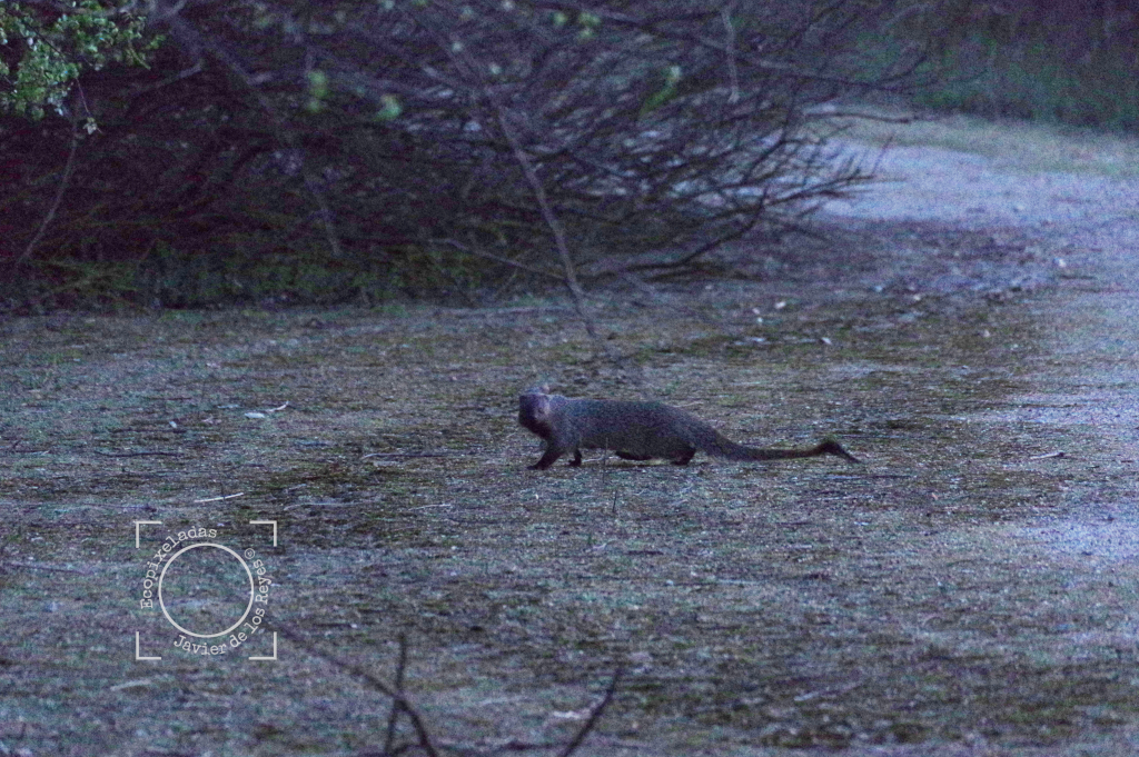 Meloncillo, mangosta_Herpestes ichneumon