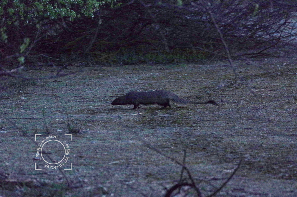 Meloncillo, mangosta_Herpestes ichneumon