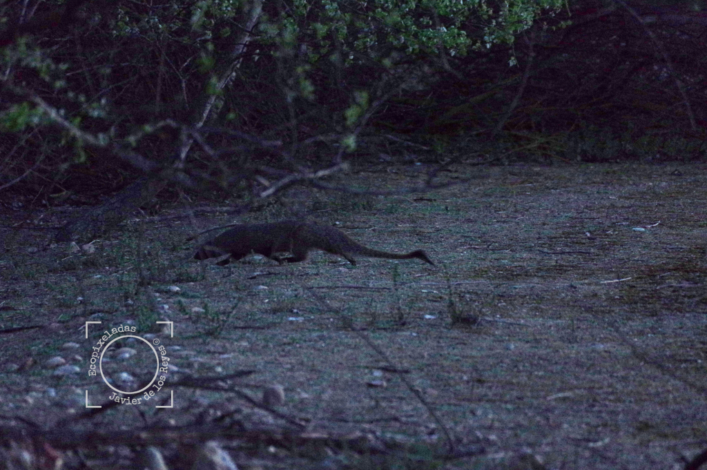 Meloncillo, mangosta_Herpestes ichneumon