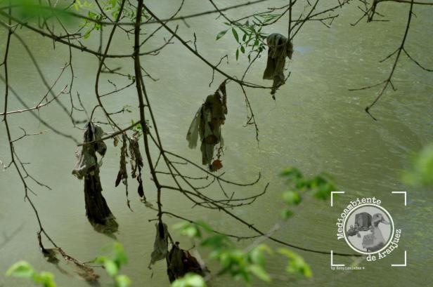 Toallitas enganchadas en árboles tras bajada de las aguas