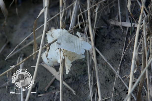 Un vaso de plástico de un sólo uso enganchado en la vegetación de rivera