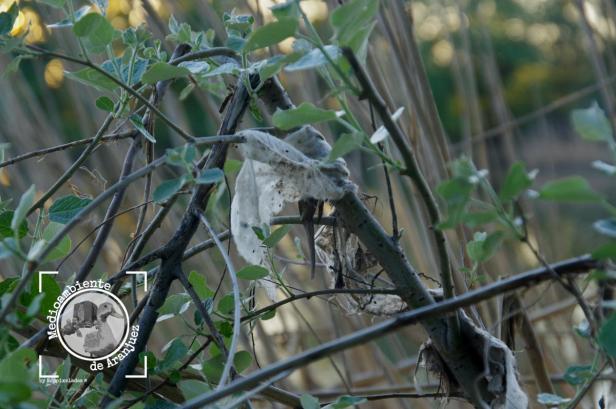 Toallita higiénica enganchada en un árbol orilla río Jarama