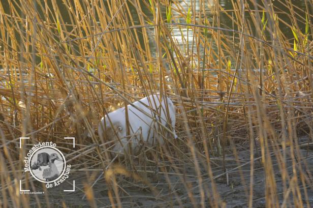 Bidón de plástico entre los juncos en una isleta del río Jarama