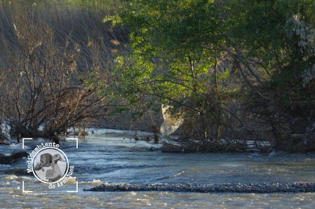 Bolsa de plástico enganchada en los árboles de la orilla del Jarama