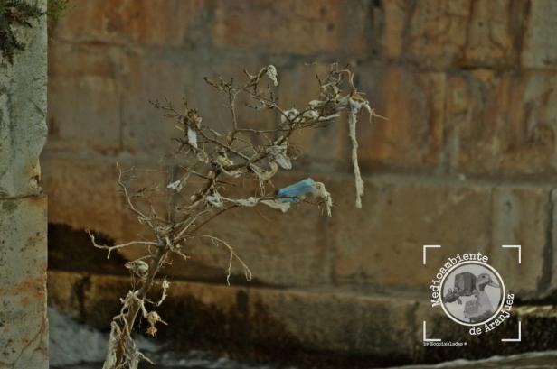 Toallitas enganchadas en una rama que crece en los pilares de Puente largo